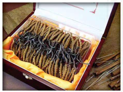 水富冬虫夏草回收